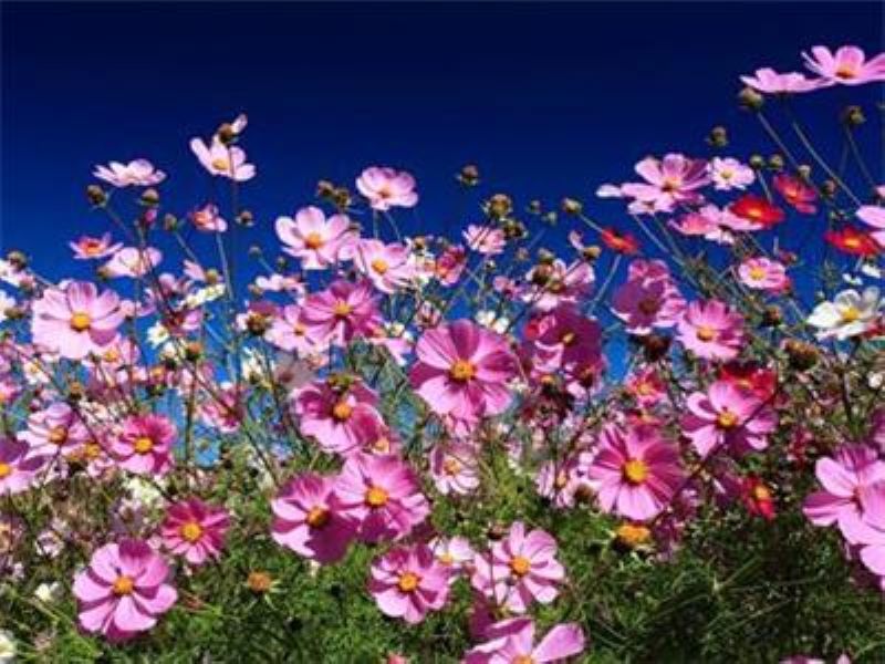 波斯菊种子几月份种植「波斯菊 播种时间」